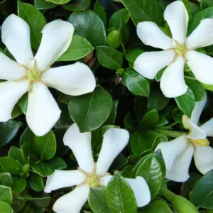 Gardenia jasminoides Pinwheel, Cape Jasmine 'Pinwheel', Pinwheel Cape Jasmine, Cape Jessamine 'Pinwheel', Hardy Gardenia, Fragrant flowers, evergreen shrub, White flowers, Fragrant flowers, evergreen shrub, White flowers
