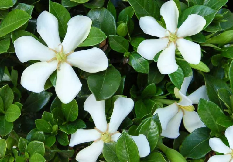 Gardenia jasminoides Pinwheel, Cape Jasmine 'Pinwheel', Pinwheel Cape Jasmine, Cape Jessamine 'Pinwheel', Hardy Gardenia, Fragrant flowers, evergreen shrub, White flowers, Fragrant flowers, evergreen shrub, White flowers