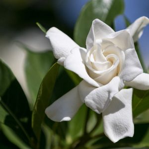 Gardenia jasminoides Radicans, Miniature Gardenia, Cape Jasmine 'Radicans', Radicans Cape Jasmine, Cape Jessamine 'Radicans', Fragrant flowers, evergreen shrub, White flowers,