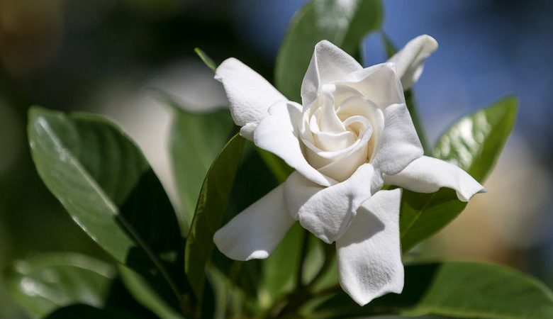 Gardenia jasminoides Radicans, Miniature Gardenia, Cape Jasmine 'Radicans', Radicans Cape Jasmine, Cape Jessamine 'Radicans', Fragrant flowers, evergreen shrub, White flowers,