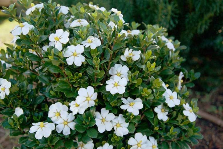 Gardenia jasminoides ScentAmazing™, Cape Jasmine ScentAmazing™, ScentAmazing™ Cape Jasmine, Cape Jessamine ScentAmazing™, Hardy Gardenia, Fragrant flowers, evergreen shrub, White flowers,