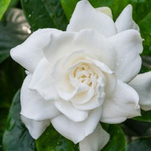 Gardenia jasminoides Veitchii, Cape Jasmine Veitchii, Veitchii Cape Jasmine, Cape Jessamine Veitchii, Everblooming Gardenia, Fragrant flowers, evergreen shrub, White flowers