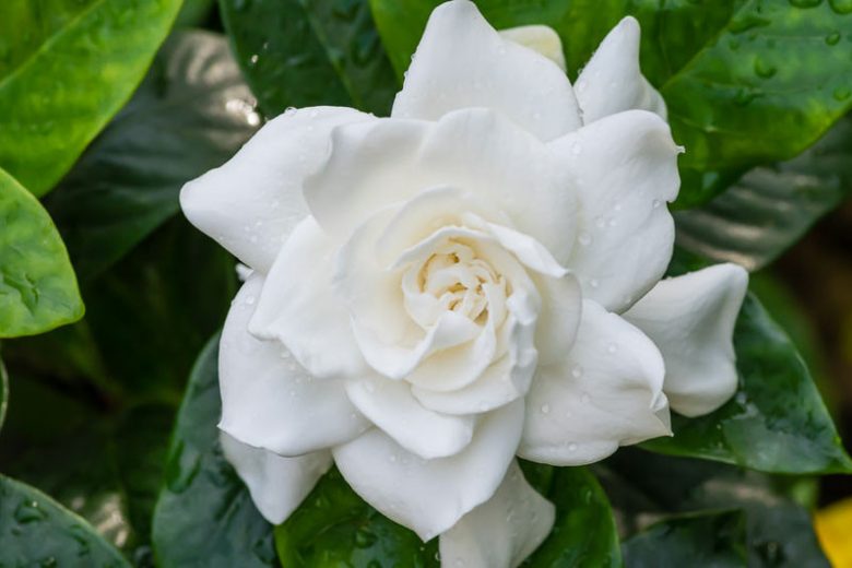 Gardenia jasminoides Veitchii, Cape Jasmine Veitchii, Veitchii Cape Jasmine, Cape Jessamine Veitchii, Everblooming Gardenia, Fragrant flowers, evergreen shrub, White flowers