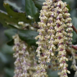 Garrya elliptica 'James Roof', Silk Tassel 'James Roof', Evergreen Shrubs, Foliage, Fall color, Winter color, shrub with catkins