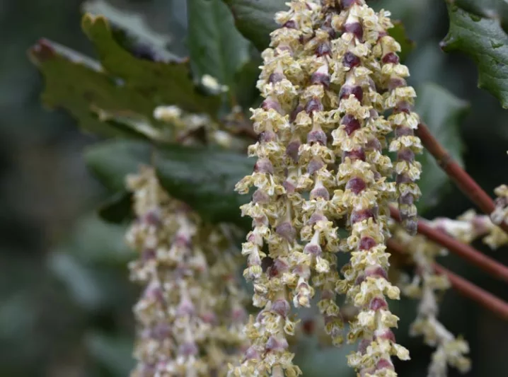 Garrya elliptica 'James Roof', Silk Tassel 'James Roof', Evergreen Shrubs, Foliage, Fall color, Winter color, shrub with catkins