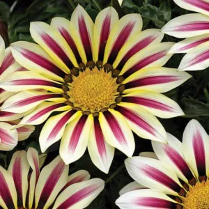 Gazania Big Kiss White Flame, Treasure Flower 'Big Kiss White Flame', 'Big Kiss White Flame' Treasure Flower, Kiss Series, Drought tolerant flowers, Bicolor flowers, Bicolor Gazania,  Bicolor Treasure Flowers