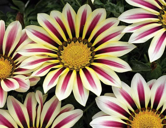 Gazania Big Kiss White Flame, Treasure Flower 'Big Kiss White Flame', 'Big Kiss White Flame' Treasure Flower, Kiss Series, Drought tolerant flowers, Bicolor flowers, Bicolor Gazania,  Bicolor Treasure Flowers