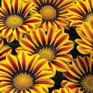 Gazania Big Kiss Yellow Flame, Treasure Flower 'Big Kiss Yellow Flame', 'Big Kiss Yellow Flame' Treasure Flower, Kiss Series, Drought tolerant flowers, Bicolor flowers, Bicolor Gazania,  Bicolor Treasure Flowers