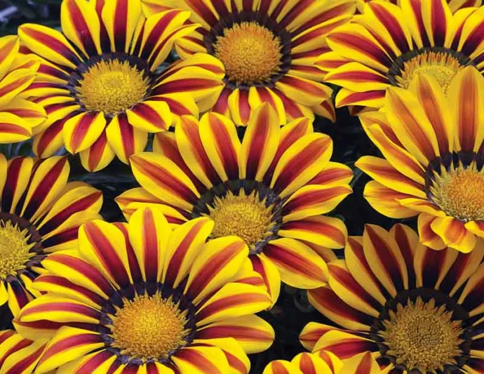 Gazania Big Kiss Yellow Flame, Treasure Flower 'Big Kiss Yellow Flame', 'Big Kiss Yellow Flame' Treasure Flower, Kiss Series, Drought tolerant flowers, Bicolor flowers, Bicolor Gazania,  Bicolor Treasure Flowers