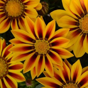 Gazania New Day Red Stripe, Treasure Flower 'New Day Red Stripe',New Day Red Stripe Treasure Flower, Drought tolerant flowers, Bicolor flowers, Bicolor Gazania,  Bicolor Treasure Flowers