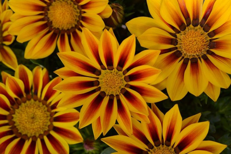 Gazania New Day Red Stripe, Treasure Flower 'New Day Red Stripe',New Day Red Stripe Treasure Flower, Drought tolerant flowers, Bicolor flowers, Bicolor Gazania,  Bicolor Treasure Flowers