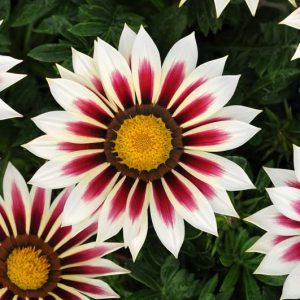 Gazania New Day Rose Stripe, Treasure Flower 'New Day Rose Stripe',New Day Rose Stripe Treasure Flower, Drought tolerant flowers, Bicolor flowers, Bicolor Gazania,  Bicolor Treasure Flowers