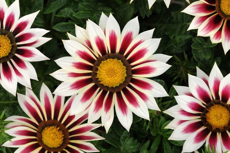 Gazania New Day Rose Stripe, Treasure Flower 'New Day Rose Stripe',New Day Rose Stripe Treasure Flower, Drought tolerant flowers, Bicolor flowers, Bicolor Gazania,  Bicolor Treasure Flowers