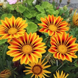 Gazania Tiger Stripes, Treasure Flower 'Tiger Stripes',Tiger Stripes Treasure Flower, Drought tolerant flowers, Bicolor flowers, Bicolor Gazania,  Bicolor Treasure Flowers