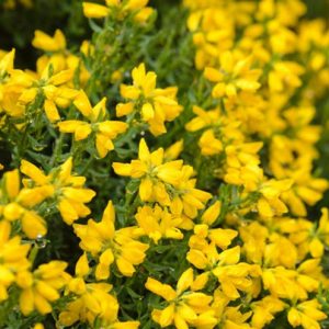 Genista Hispanica, Spanish Broom, Spanish Gorse, Spanish Furze, Mediterranean plants, Mediterranean shrubs, Yellow flowers