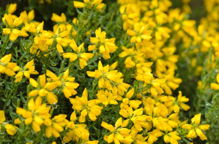 Genista Hispanica, Spanish Broom, Spanish Gorse, Spanish Furze, Mediterranean plants, Mediterranean shrubs, Yellow flowers