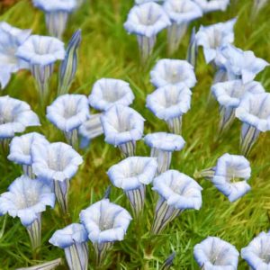 Gentiana 'Strathmore', Gentian 'Strathmore', 'Strathmore' Gentian, Blue flowers, groundcover, Rock Garden Perennial, Trumpet Gentian, Autumn Gentian, Fall Gentian