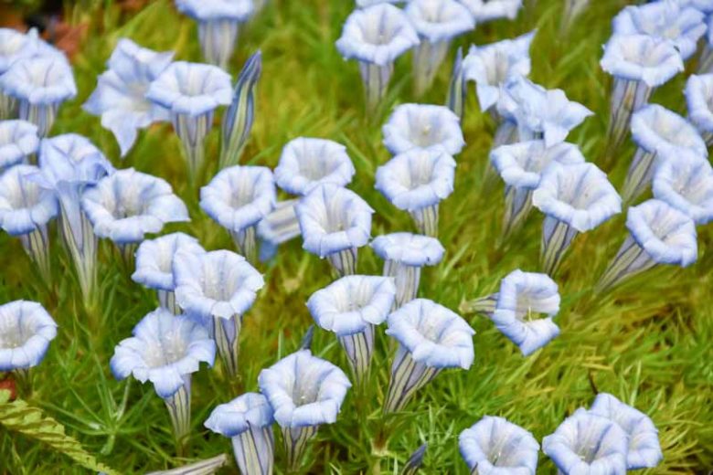 Gentiana 'Strathmore', Gentian 'Strathmore', 'Strathmore' Gentian, Blue flowers, groundcover, Rock Garden Perennial, Trumpet Gentian, Autumn Gentian, Fall Gentian