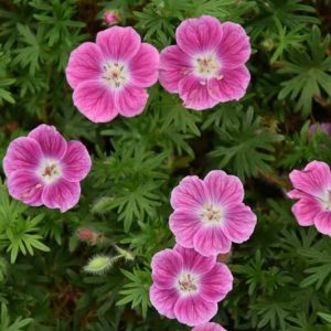 Geranium 'Elke',  Cranesbill 'Elke', Geranium sanguineum 'Elke', Hardy Geranium, Pink Geranium, Pink Flowers