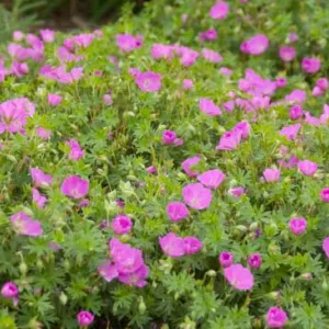 Geranium Sanguineum 'Max Frei', Bloody Cranesbill 'Max Frei', Bloody Geranium 'Max Frei', Hardy Geranium 'Max Frei', Purple Geranium, Purple Flowers