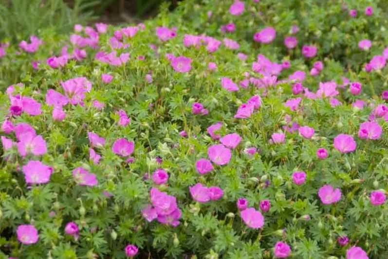 Geranium Sanguineum 'Max Frei', Bloody Cranesbill 'Max Frei', Bloody Geranium 'Max Frei', Hardy Geranium 'Max Frei', Purple Geranium, Purple Flowers