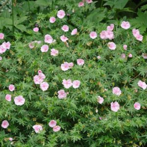 Geranium Sanguineum Var. Striatum, Bloody Cranesbill, Bloody Geranium, Geranium 'Prostratum', Geranium 'Lancastriense', Hardy Geranium, Pink Geranium, Pink Flowers