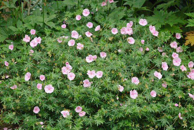 Geranium Sanguineum Var. Striatum, Bloody Cranesbill, Bloody Geranium, Geranium 'Prostratum', Geranium 'Lancastriense', Hardy Geranium, Pink Geranium, Pink Flowers