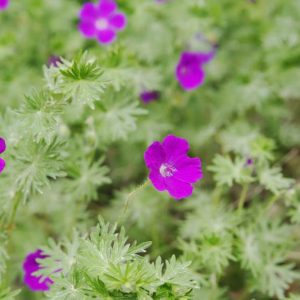 Geranium Sanguineum, Bloody Cranesbill, Bloody Geranium, Hardy Geranium, Purple Geranium, Purple Flowers