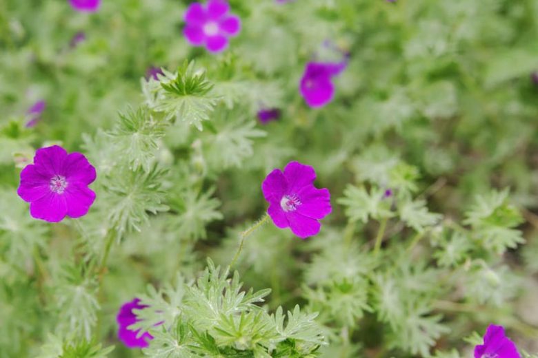 Geranium Sanguineum, Bloody Cranesbill, Bloody Geranium, Hardy Geranium, Purple Geranium, Purple Flowers