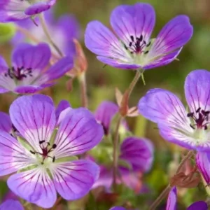 Geranium 'Sweet Heidy',  Cranesbill 'Sweet Heidy', Hardy Geranium, Pink Geranium, Pink Flowers, Shade Geranium