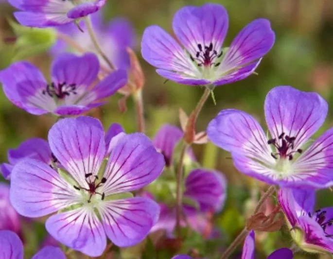 Geranium 'Sweet Heidy',  Cranesbill 'Sweet Heidy', Hardy Geranium, Pink Geranium, Pink Flowers, Shade Geranium