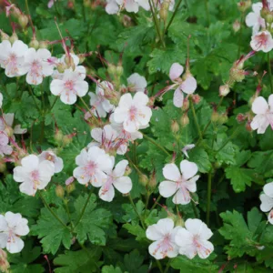 Geranium × cantabrigiense 'Biokovo', Cranesbill 'Biokovo', Hardy Geraniums, Best geraniums, Pink Geranium