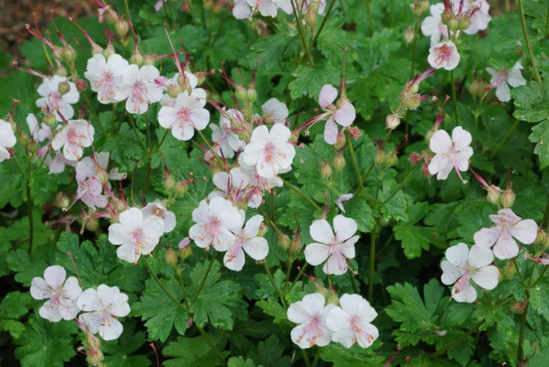 Geranium × cantabrigiense 'Biokovo', Cranesbill 'Biokovo', Hardy Geraniums, Best geraniums, Pink Geranium