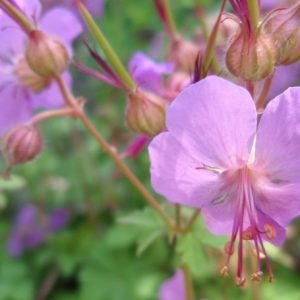 Geranium × cantabrigiense 'Karmina', Cranesbill 'Karmina', Hardy Geraniums, Best geraniums, Pink Geranium