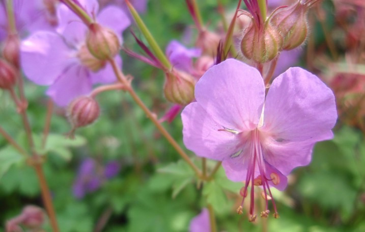 Geranium × cantabrigiense 'Karmina', Cranesbill 'Karmina', Hardy Geraniums, Best geraniums, Pink Geranium