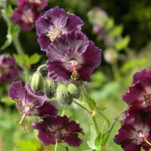 Geranium phaeum var. phaeum 'Samobor', Geranium 'Samobor' , Dusky Cranesbill 'Samobor', 'Samobor' Geranium, Hardy Geraniums, Purple Geranium, Best geraniums, Best groundcovers, Geranium for shade, Shade perennials