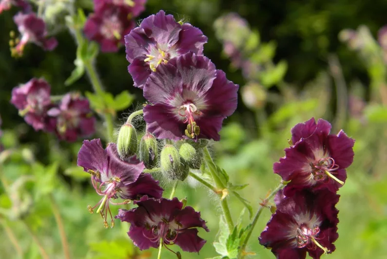Geranium phaeum var. phaeum 'Samobor', Geranium 'Samobor' , Dusky Cranesbill 'Samobor', 'Samobor' Geranium, Hardy Geraniums, Purple Geranium, Best geraniums, Best groundcovers, Geranium for shade, Shade perennials