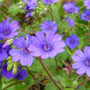 Geranium pyrenaicum 'Bill Wallis', Mountain Cranesbill 'Bill Wallis', Hardy Geraniums, Best geraniums, Best rock garden Geranium, Blue geranium, Purple geranium