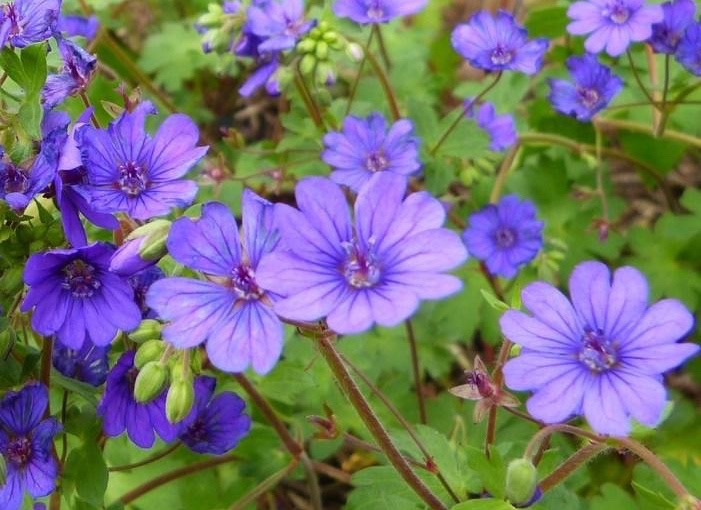 Geranium pyrenaicum 'Bill Wallis', Mountain Cranesbill 'Bill Wallis', Hardy Geraniums, Best geraniums, Best rock garden Geranium, Blue geranium, Purple geranium