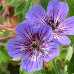 Geranium wallichianum Havana Blues, Cranesbill 'Havana Blues', Cranesbill 'Noorthava', Hardy Geraniums, Blue geraniums, Best groundcovers