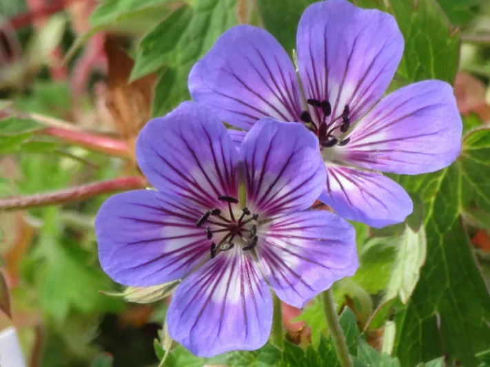 Geranium wallichianum Havana Blues, Cranesbill 'Havana Blues', Cranesbill 'Noorthava', Hardy Geraniums, Blue geraniums, Best groundcovers