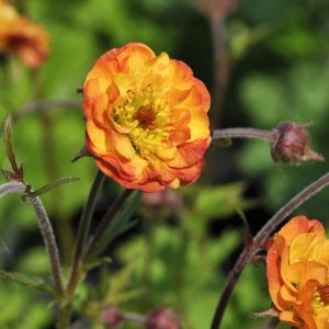 Geum Alabama Slammer, Alabama Slammer Avens, Yellow Geum, Yellow Avens, Yellow Flowers