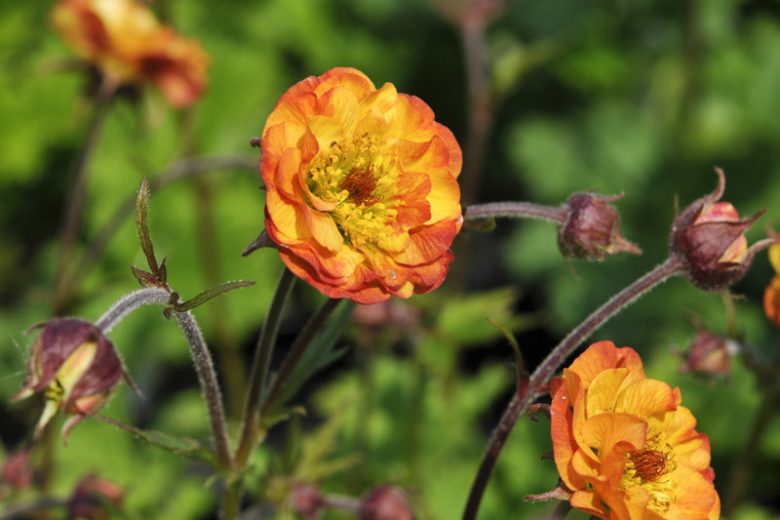 Geum Alabama Slammer, Alabama Slammer Avens, Yellow Geum, Yellow Avens, Yellow Flowers