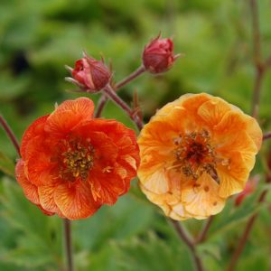 Geum Dark and Stormy, Dark and Stormy Avens, Orange Geum, Orange Avens, Orange Flowers
