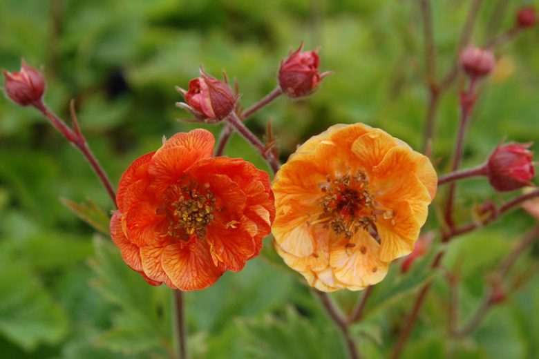 Geum Dark and Stormy, Dark and Stormy Avens, Orange Geum, Orange Avens, Orange Flowers
