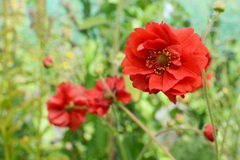 Geum Double Bloody Mary, Double Bloody Mary Avens, Red Geum, Red Avens, Red Flowers