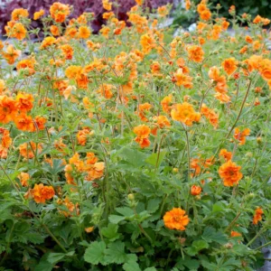 Geum 'Fireball', 'Fireball' Avens, Orange Geum, Orange Avens, Orange Flowers