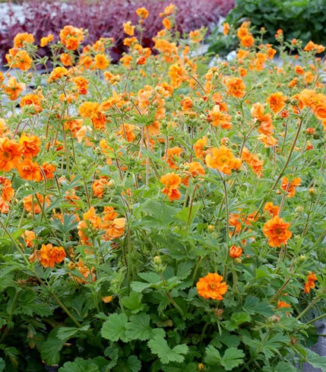 Geum 'Fireball', 'Fireball' Avens, Orange Geum, Orange Avens, Orange Flowers