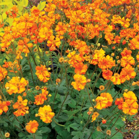 Geum 'Fireball', 'Fireball' Avens, Orange Geum, Orange Avens, Orange Flowers