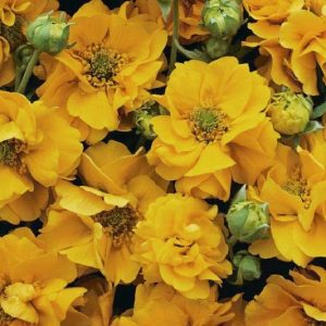 Geum Flore Plena Sunrise, Flore Plena Sunrise Avens, Yellow Geum, Yellow Avens, Yellow Flowers